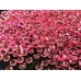 Фишболы розовые 6 мм для слайма 20 гр в упаковке с фото