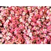 Посыпка Фимо Яблоко розовое для слайма в упаковке 20 гр с фото